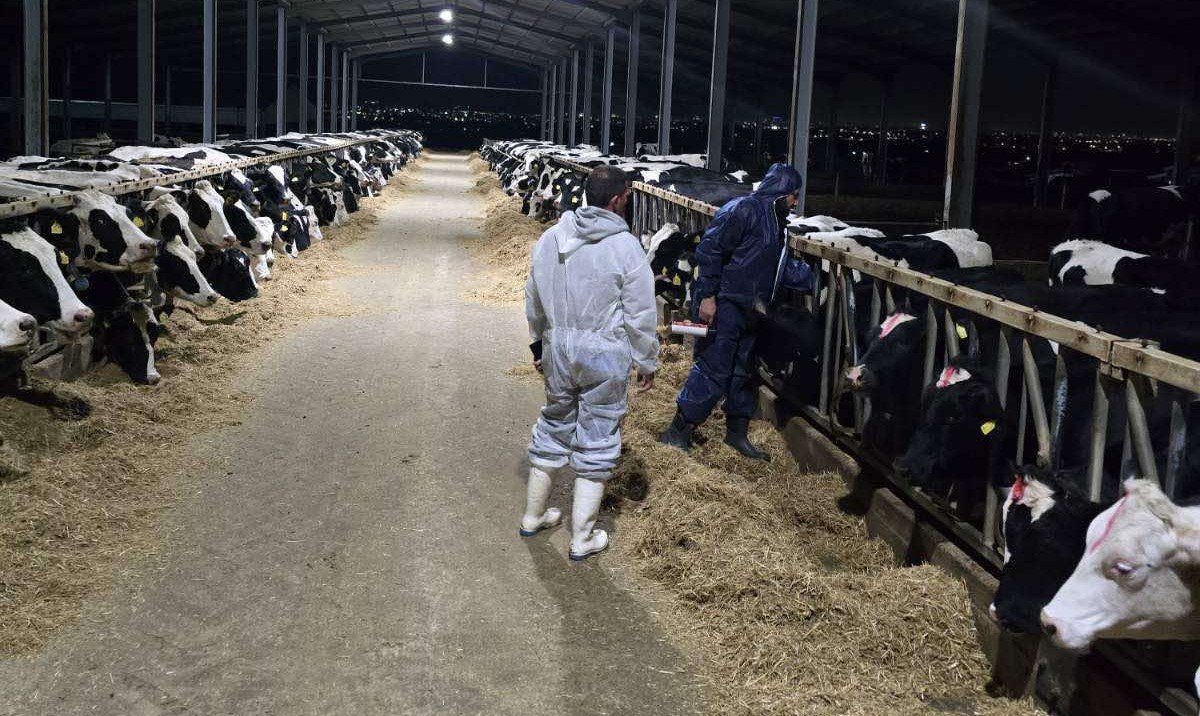 Livadia'daki pozitif hayvanların tamamı itlaf edildi, şap hastalığı kontrol altında