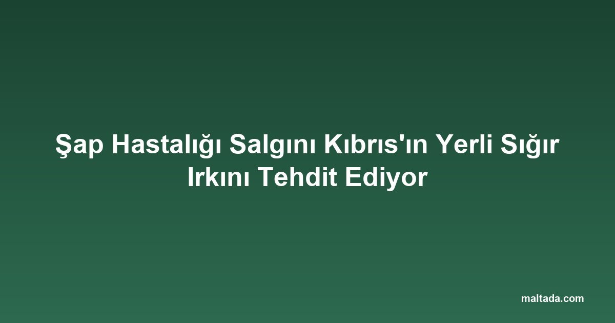 Şap Hastalığı Salgını Kıbrıs'ın Yerli Sığır Irkını Tehdit Ediyor