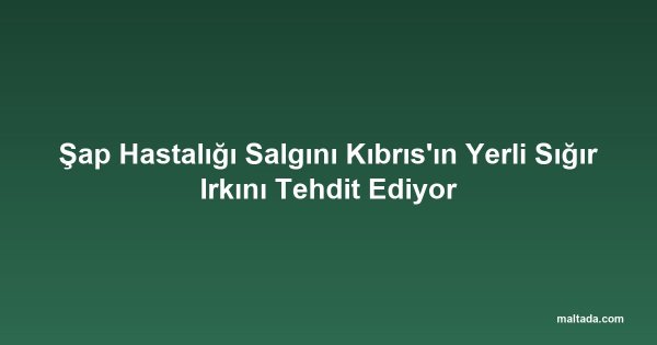 Şap Hastalığı Salgını Kıbrıs'ın Yerli Sığır Irkını Tehdit Ediyor