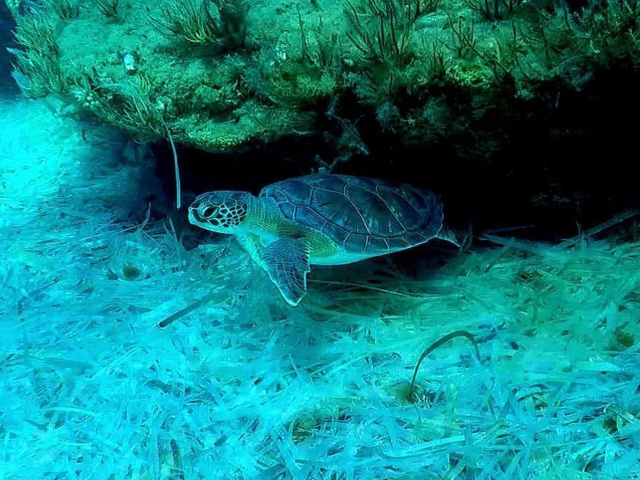 Kıbrıs'ta yunusları beslemek ve deniz kaplumbağası yuvalarını bozmak artık 20.000 Euro cezaya tabi
