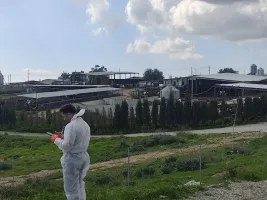 Şap Hastalığına Karşı Aşılama Sığırların Yüzde 98'ine Ulaştı, Yeni Vaka Görülmedi