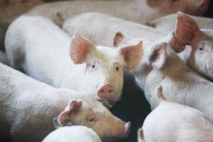 Bakanlar Kurulu Domuz Çiftçilerine 340.000 Euro Destek Paketini Onayladı