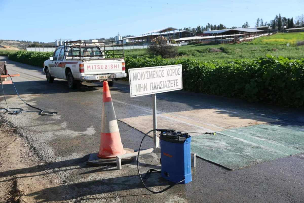 Kıbrıs'ta 49 Şap Hastalığı Odağının Tamamı Temizlendi: Yasadışı Hayvan Hareketleri Sorun Olmaya Devam Ediyor