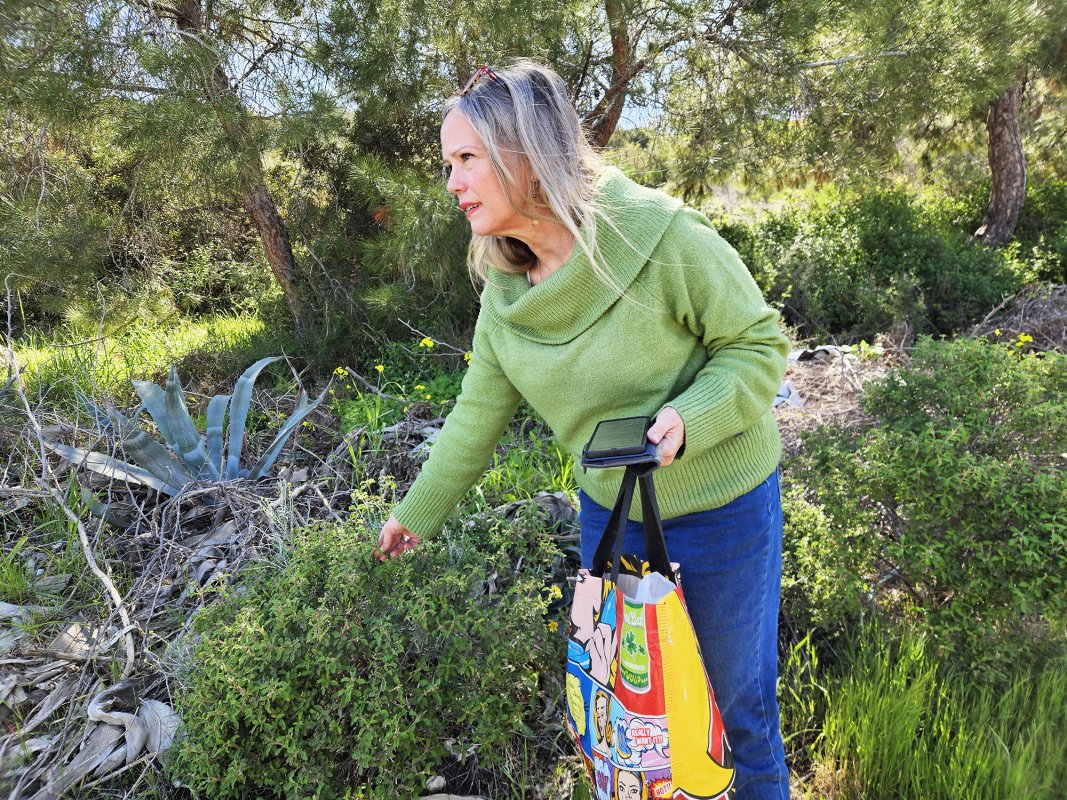Kıbrıs kırlarında yabani bitki avı: Doğanın şifacı hazineleri