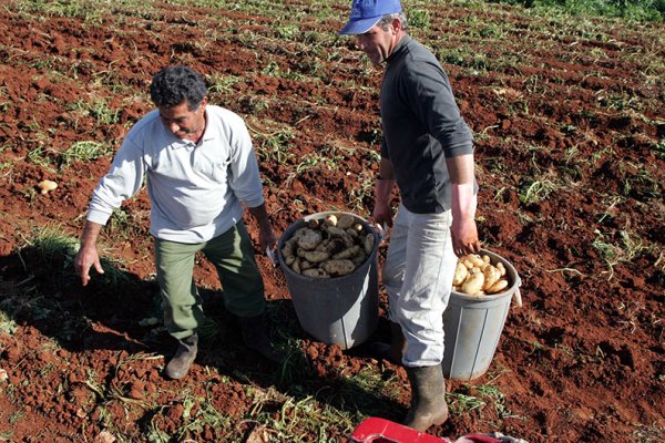 Kıbrıs Patates İhracatı Ortadoğu Geriliminden Darbe Aldı