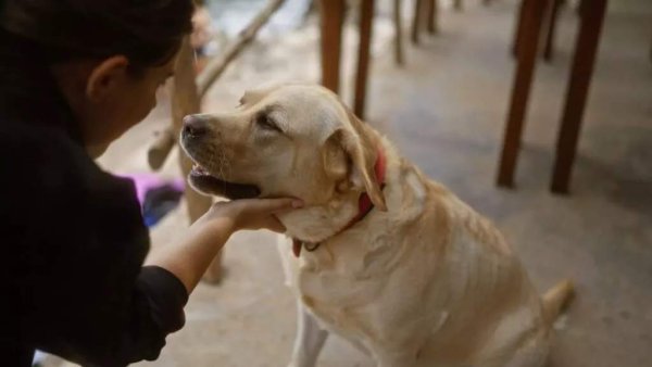 Güney Kıbrıs'ta kapsamlı köpek yasası kabul edildi: Ötenazi kaldırıldı ancak barınak sorunu çözümsüz kaldı