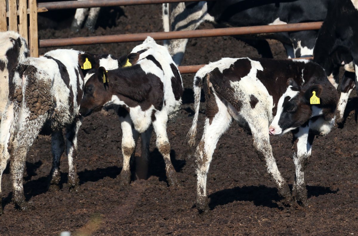 Larnaka'da çiftçi, hayvanlarının itlaf edilmesini reddetti