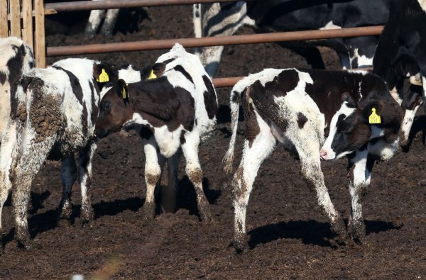 Çiftçiler hayvan kayıpları karşısında acil çözüm talep ediyor