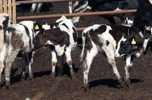 Larnaka'da çiftçi, hayvanlarının itlaf edilmesini reddetti