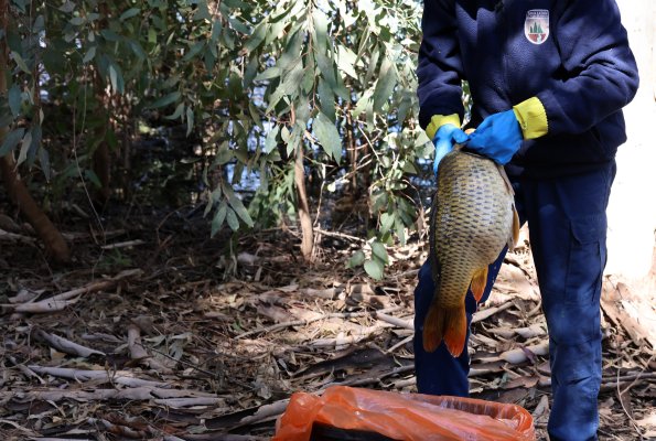 Athalassa Gölü'nde Toplu Balık Ölümleri Soruşturma Başlattı