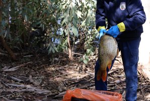 Athalassa Gölü'nde Toplu Balık Ölümleri Soruşturma Başlattı