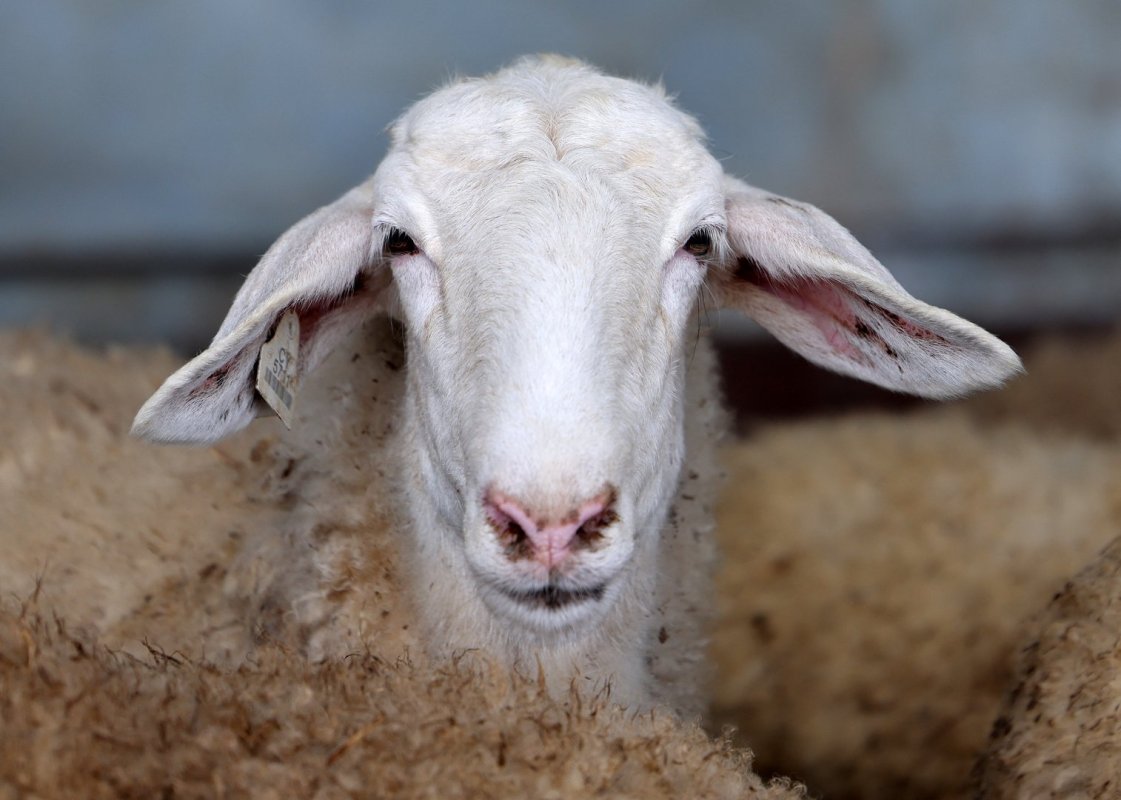 Dromolaxia'da yeni şap hastalığı vakası: Etkilenen çiftlik sayısı 46'ya yükseldi