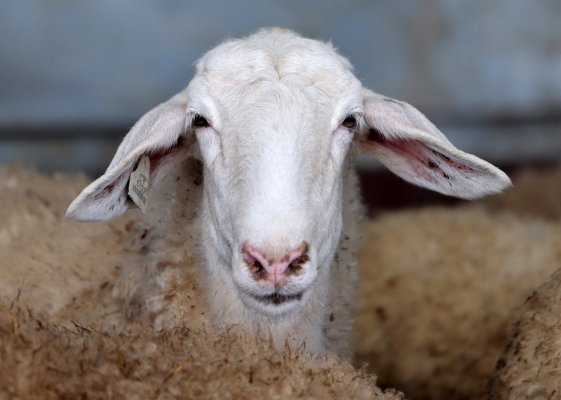 Dromolaxia'da yeni şap hastalığı vakası: Etkilenen çiftlik sayısı 46'ya yükseldi