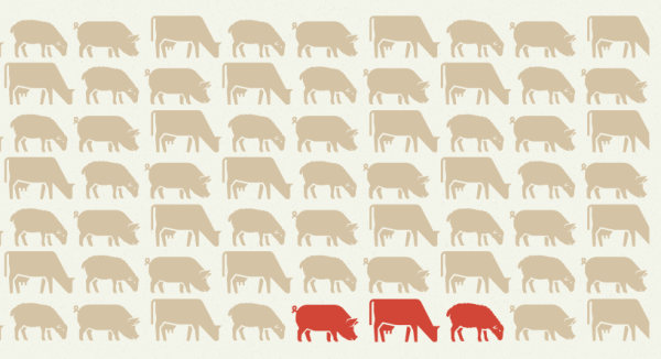 Şap hastalığı hakkında bilgilendirme web sitesi açıldı