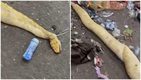 Limasol atık tesisinde çöplerin arasından dev piton yılanı çıktı