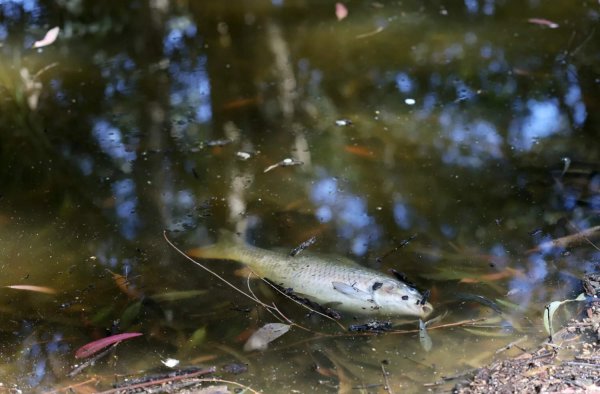 Athalassa Gölü'nde Onlarca Ölü Balık Bulundu: Yetkililer Hastalık ve Kirliliği Dışladı