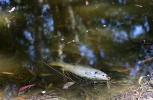 Athalassa Gölü'nde Onlarca Ölü Balık Bulundu: Yetkililer Hastalık ve Kirliliği Dışladı