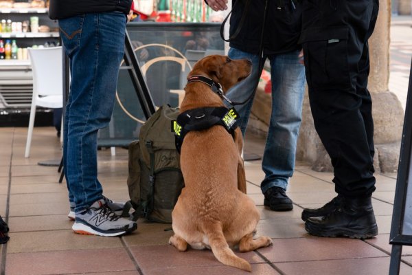İngiltere'de Modern Kölelik Operasyonu: Üç Kişi Tutuklandı, Altı Çocuk Kurtarıldı