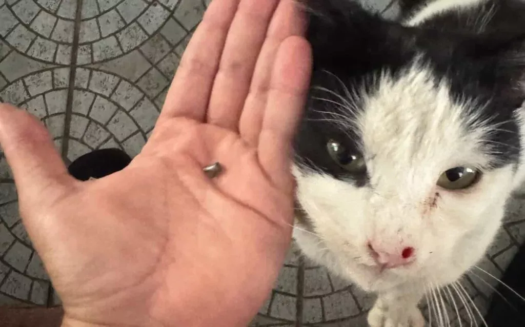 Baf'ta Kediye Tüfekle Ateş Açıldı: Çevreciler Bağımsız Hayvan Polisi Kurulmasını Talep Ediyor