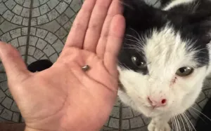 Baf'ta Kediye Tüfekle Ateş Açıldı: Çevreciler Bağımsız Hayvan Polisi Kurulmasını Talep Ediyor