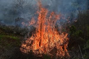 Ormancılık Dairesi Machairas Ormanı Yakınında Kontrollü Yakma Gerçekleştirdi