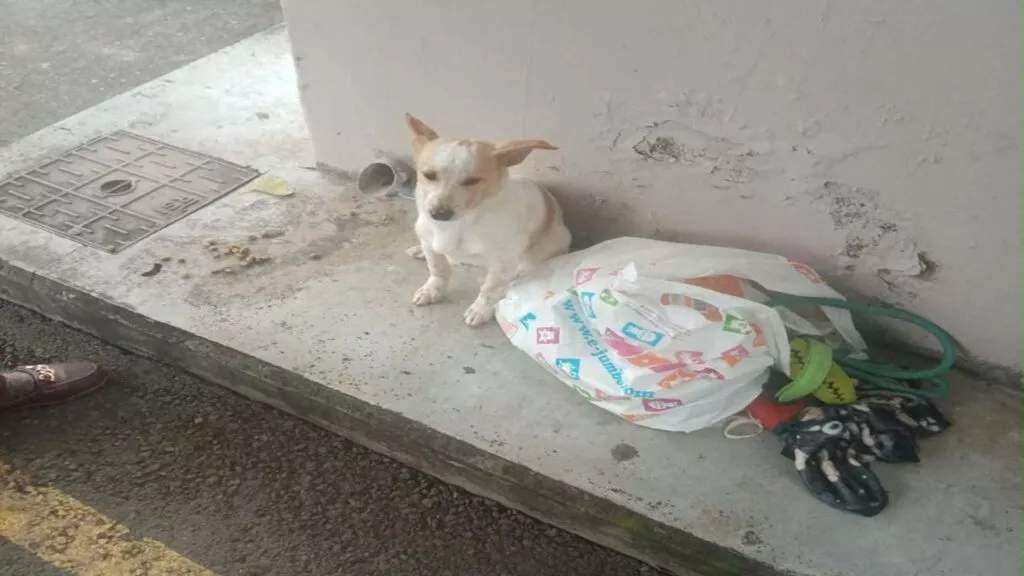 Limasol'da otobüs durağına eşyalarıyla birlikte terk edilen köpek yeni bir aile buldu