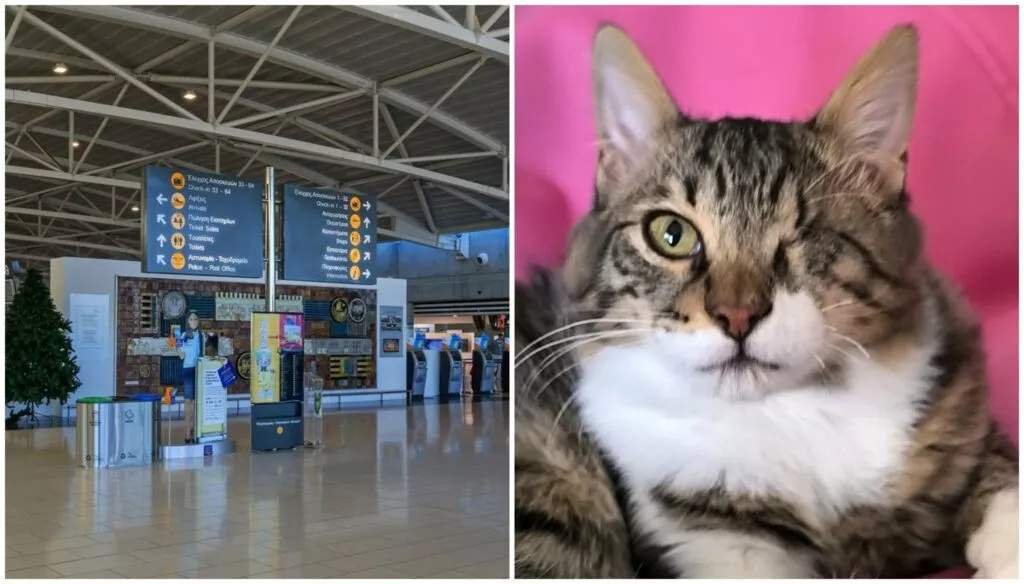 Larnaka Havalimanı'nda altı ayda ikinci kedi kayboldu: Çevreciler soruşturma talep ediyor