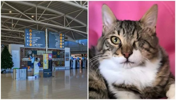 Larnaka Havalimanı'nda altı ayda ikinci kedi kayboldu: Çevreciler soruşturma talep ediyor