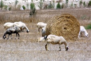 Şap hastalığı endişesiyle Pergamos'taki 11 hayvancılık tesisi kapatıldı