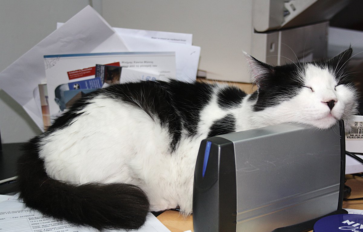 Kıbrıslı Yazar Adanın Kedilerine Kitap Yazdı: 14 Yıllık Emek Raflarda