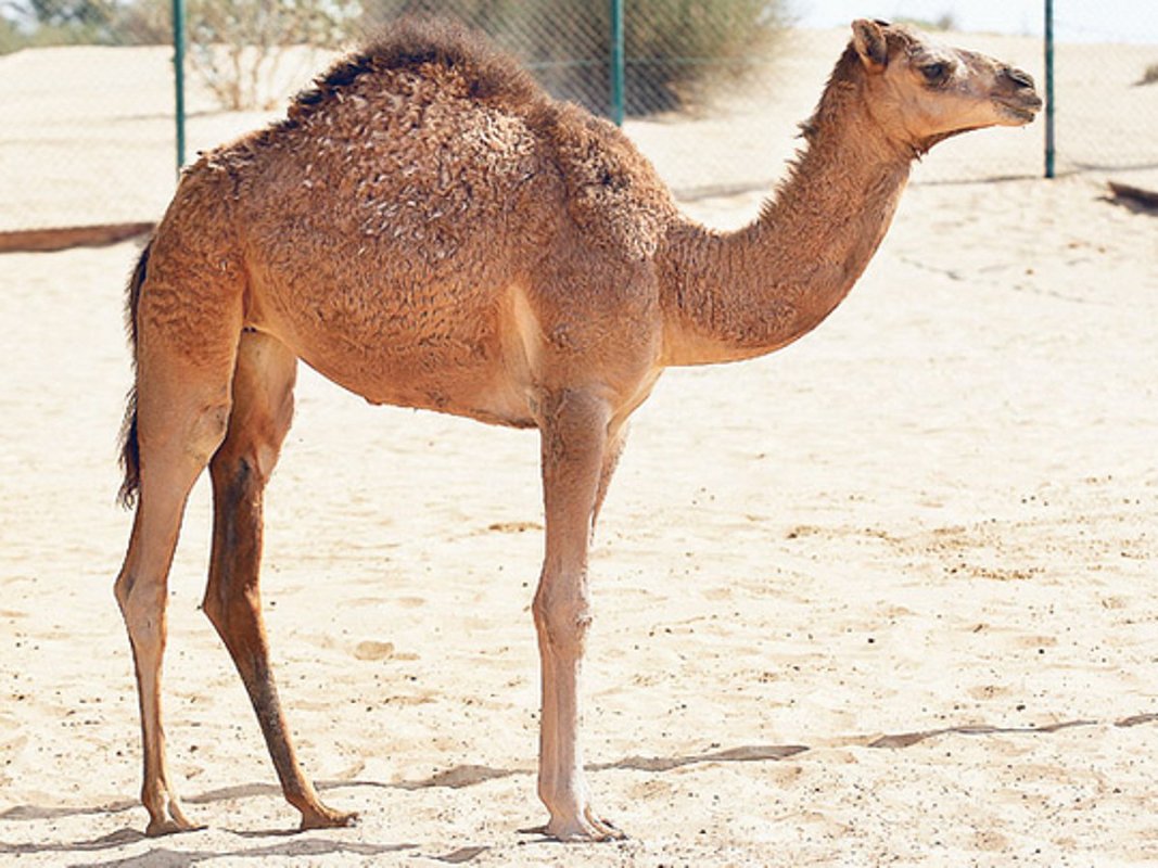 Tarihte bugün: Dünyanın ilk klonlanmış devesi 2009'da doğdu