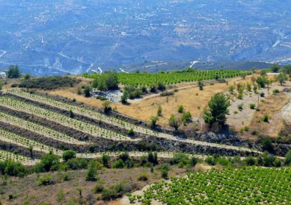 Kıbrıs'ın Saklı Hazinesi: Diarizos Vadisi'ndeki Butik Şarap Evi