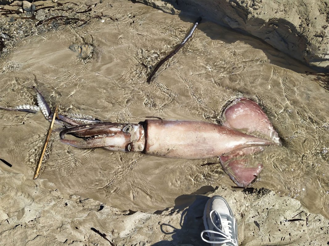 Baf sahiline dev mürekkep balığı vurdu