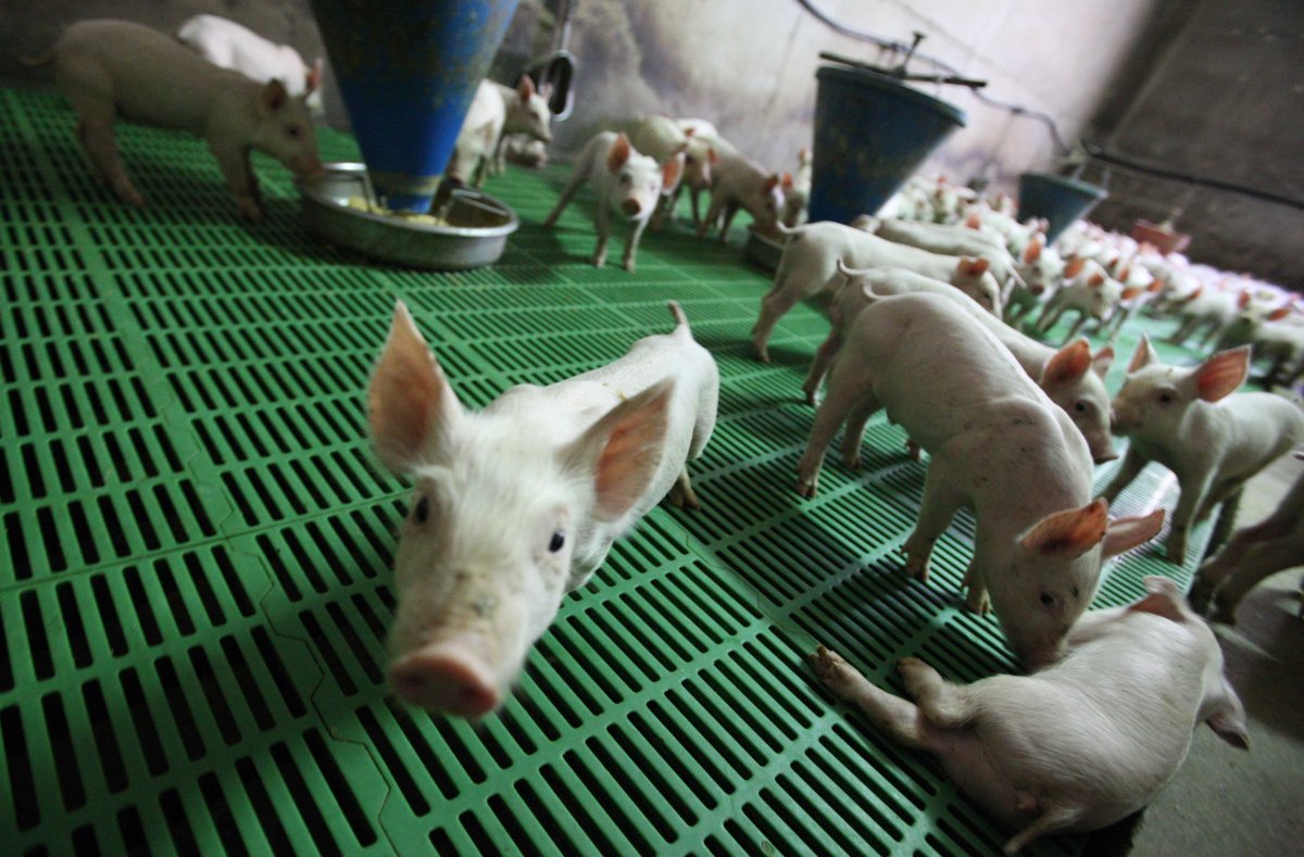 Şap hastalığı 100'den fazla çiftliğe yayıldı