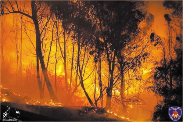 Güney Kıbrıs yaz boyunca orman yangınlarına karşı teyakkuzda olacak