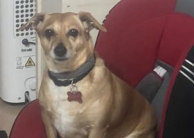 Dali'de Çocuk Oyuncaklarının Yanında Zehirlenen Köpek İçin Çevreciler Yanıt Bekliyor