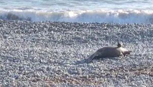 Baf Sahilinde 15 Günde İkinci Ölü Yunus Bulundu