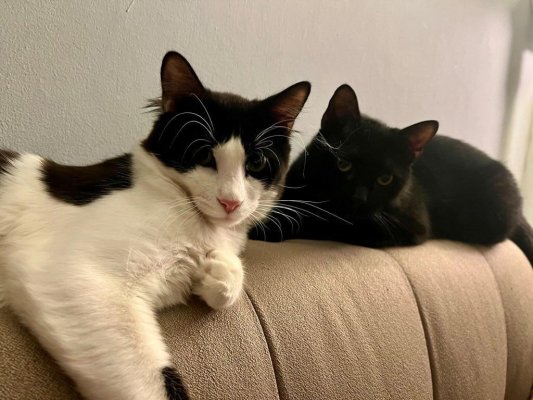 AB, kedi ve köpekleri istismar ve acımasız üretimden korumak için ilk kuralları kabul etti