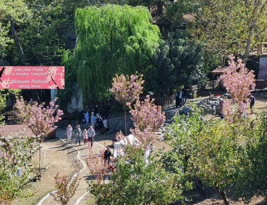 Kampos Sakura Parkı'nda Japon Kiraz Çiçeği Festivali bu cumartesi başlıyor