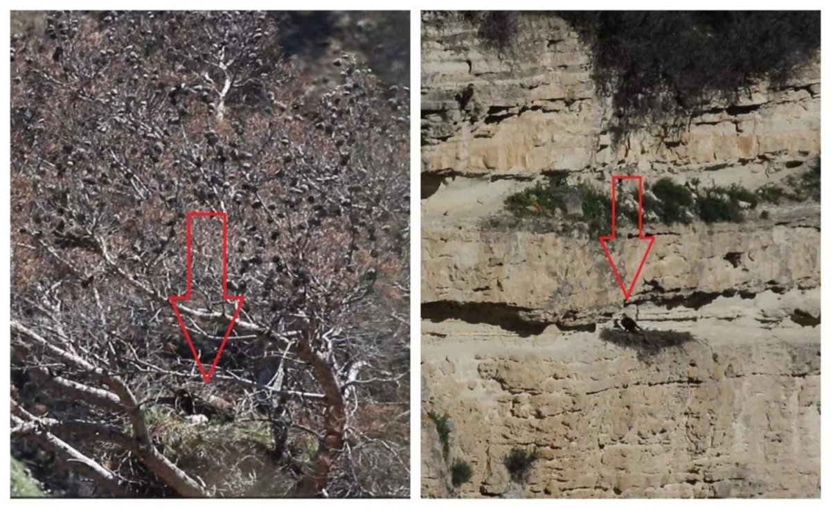 Limasol'daki yangın bölgesinde kartal çifti yanmış çam ağacında iki yavru çıkardı