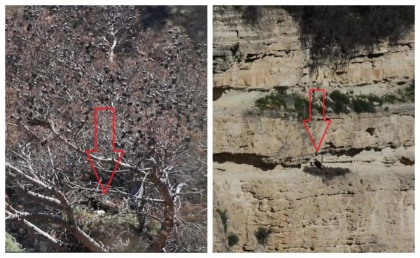 Limasol'daki yangın bölgesinde kartal çifti yanmış çam ağacında iki yavru çıkardı