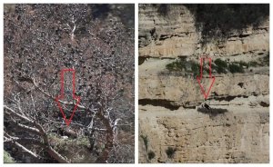 Limasol'daki yangın bölgesinde kartal çifti yanmış çam ağacında iki yavru çıkardı