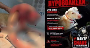 Pera Chorio Nisou'da Bir Köpek Silahla Vurulmuş Halde Bulundu