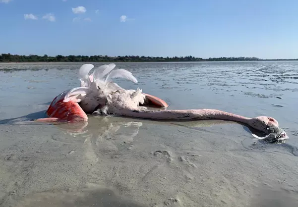 Larnaka ve Paralimni tuz göllerinde yüksek kurşun kirliliği tespit edildi: Avcılık faaliyetleri sorumlu tutuluyor