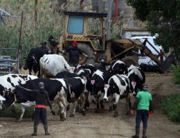 Güney Kıbrıs'ta şap hastalığı 116 çiftliğe ulaştı, dört yeni vaka doğrulandı