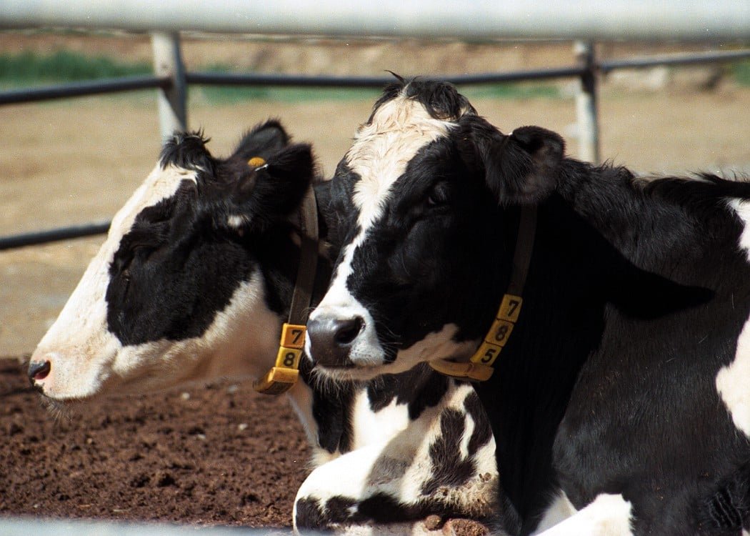 Malas: Yetersiz Biyogüvenlik Uygulamaları Şap Hastalığının Yayılmasına Neden Oldu