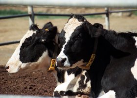 Malas: Yetersiz Biyogüvenlik Uygulamaları Şap Hastalığının Yayılmasına Neden Oldu