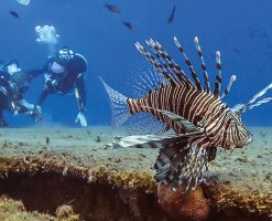 Kıbrıs Sularında Aslan Balığı Tehdidi Büyüyor: Yönetim Stratejisi Hâlâ Belirsiz