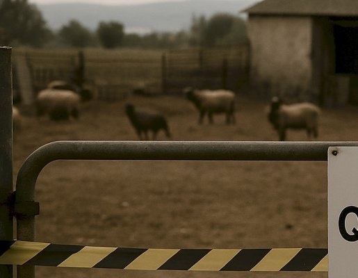 Kıbrıslı hayvancılar protestoları artırma uyarısında bulundu