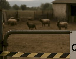 Kıbrıslı hayvancılar protestoları artırma uyarısında bulundu